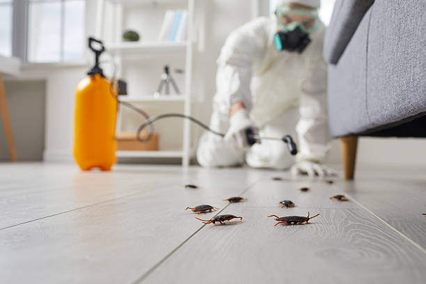 Post-Treatment Bed Bug Interceptor Monitoring in Joshua Tree